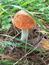 IMG_20260824_083556_226.thumb.jpg.629f214cf3a4ac283285f4ed2e5879cf.jpg