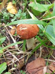 IMG_20260824_085415_853.thumb.jpg.bbee0907ded660e36b2f197812924c16.jpg