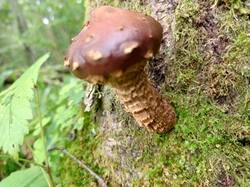 IMG_20260824_090526_009.thumb.jpg.87a7142a3f97a64c68d2a2c57212c8dc.jpg