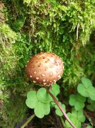 IMG_20260824_090655_309.thumb.jpg.c8950dd073272f5763961a0fca2cdac2.jpg