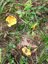 IMG_20260824_093124_890.thumb.jpg.68c3c3b2198a1a11ece3dd387f1dbacf.jpg