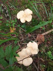 IMG_20260824_095429_845.thumb.jpg.d3ccb19a296e176067d4e2f19bc9c802.jpg
