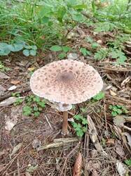 IMG_20260824_100301_063.thumb.jpg.cb65ae0da21c2ea451611b6a588993a5.jpg
