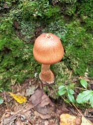 IMG_20260824_103757_931.thumb.jpg.52845887835327b2e376c136908c3cb8.jpg