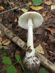 IMG_20260824_104542_540.thumb.jpg.d3aaebdfbe5c942619135a71a7c8c050.jpg