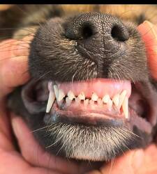 IMG_20260824_141350_599.thumb.jpg.39b3507ef1472f4a5816b17aebb9b23d.jpg