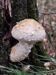 IMG_20260825_134055.jpg