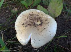 IMG_20260825_181350_gcam_3.2.thumb.jpg.d8d0fb87e008d666b9a87dc193370d26.jpg