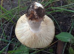 IMG_20260825_181544_gcam_3.2.thumb.jpg.b44136c33054eaa59ee8c53a51194754.jpg