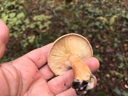 IMG_20260826_084117.thumb.jpg.89c56cab42176062b186639d5d6340d5.jpg