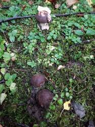 IMG_20260827_052517_757.thumb.jpg.674f725f1fbd49ca86e662ddaa1cfd96.jpg