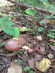 IMG_20260827_133142.thumb.jpg.9cdc2b6d75bf30a925540bde56c74950.jpg