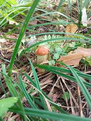 IMG_20260827_134415.thumb.jpg.f74ebfa219754b870ab47b4b73ed5d80.jpg