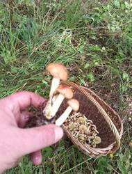 IMG_20260827_135553.thumb.jpg.d8ed9f1cd090c3c9ca44ccb0e7968a6b.jpg