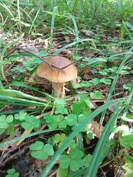 IMG_20260827_135739.thumb.jpg.e4f6d4c28d487c065ae6fd05a59bb3e8.jpg