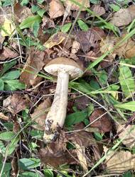 IMG_20260827_151736.thumb.jpg.c854d935ee07d113c7d2161f236be03f.jpg