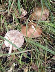 IMG_20260827_152548.thumb.jpg.2c40fa2467146b46c9d38ebebbb2aacc.jpg