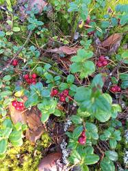 IMG_20260828_074941_079.thumb.jpg.23eaf11bbe54538395b658fbb744e75d.jpg