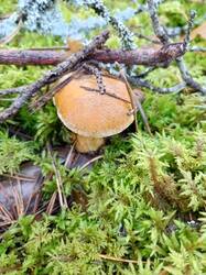 IMG_20260828_084230_022.thumb.jpg.dd2a1399e3f7af98ddd1ceb354302439.jpg