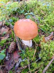IMG_20260828_084632_331.thumb.jpg.15f3bd7b76cc2fa040e9de3a5990c82c.jpg