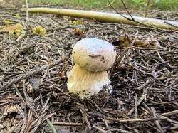 IMG_20260828_100844.thumb.jpg.7cc59f0f0a4dac6cd125b6c134ca1f23.jpg