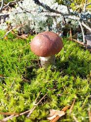 IMG_20260828_105047_857.thumb.jpg.ac3856938f60e3409b4b2425b8f3fc4a.jpg