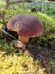 IMG_20260828_105421_373.thumb.jpg.da8d950a08dd9389507bfa5c741734d8.jpg
