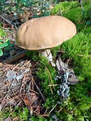 IMG_20260828_105910_076.thumb.jpg.8bf684578cb920c7f4638650d511f0e7.jpg