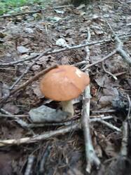 IMG_20260828_144633.jpg