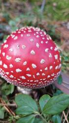 IMG_20260828_213824_490.thumb.jpg.ee902be2670355e6606c2f42e6daf07a.jpg