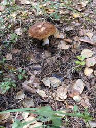 IMG_20260829_073554.jpg