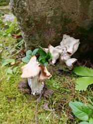 IMG_20260829_165018_068.thumb.jpg.ee9376c98747b76bbc9f286d542c09a3.jpg