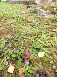 IMG_20260829_171929_614.thumb.jpg.c4810a196e0acf68ec2360ba84ec57bd.jpg