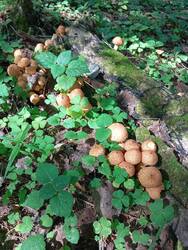 IMG_20260830_134800.thumb.jpg.7af1501ed4096fa374ec033506ca673b.jpg