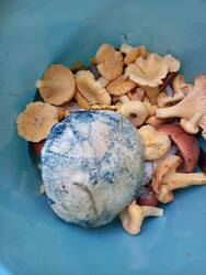 IMG_20260830_141758.thumb.jpg.b8ceba303b8d82d869f87559b1afdc57.jpg