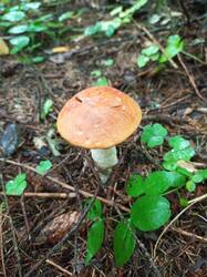 IMG_20260831_081617_110.thumb.jpg.7cd27eca6d5ccfc67fbb5f978a4223a4.jpg