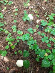 IMG_20260831_101452_918.thumb.jpg.77424fbf8e930c66ab485f7238244a2f.jpg