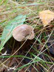 IMG_20260831_103510_314.thumb.jpg.cb92fa9ec373fcd0184296666e4f9f6a.jpg