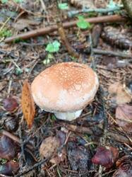 IMG_20260831_105355_132.thumb.jpg.ea4a5165f8fd3acdd65216a2d6607518.jpg