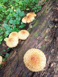 IMG_20260831_111036_667.thumb.jpg.052ec89bb1f8c1a72bfb6ceedae23943.jpg