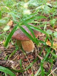 IMG_20260831_111211_957.thumb.jpg.4c72ae6cf8b15754b5520b00269a1629.jpg