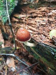 IMG_20260831_111321_074.thumb.jpg.cb1f21b3ce66313cf4e246ff7a920d6e.jpg