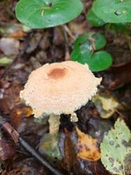 IMG_20260831_114503_798.thumb.jpg.468cfcc8ae49fd85f2063c1626e60677.jpg