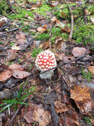 IMG_20260831_114621_296.thumb.jpg.f4adb0a37f9da3662a9c2b46b655e070.jpg
