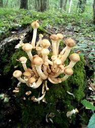 IMG_20260831_140145.thumb.jpg.e4ebd57b1e48a8f8653cf0c9dd9c6b31.jpg