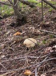 IMG_2291.jpeg