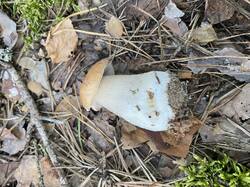 IMG_2297.jpeg