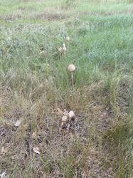 IMG_2301.jpeg