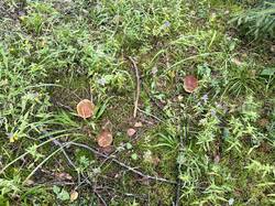 IMG_3157.jpeg