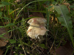IMG_3720.thumb.jpg.54dabf26cf974edce1696aecb04a758d.jpg